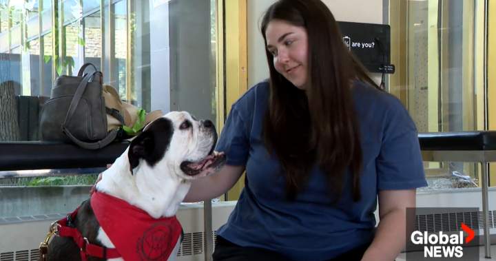 Flipping the script: USask research focuses on therapy dog’s perspective Flipping the script: USask research focuses on therapy dog’s perspective