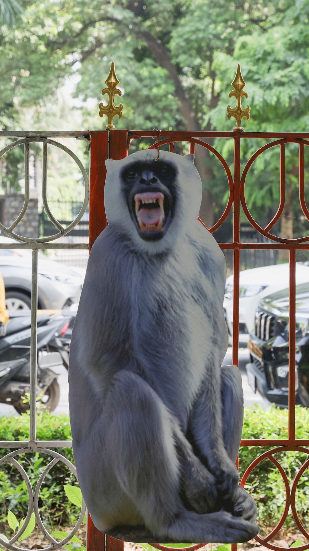 thumbnail monkeys delhi 2 vrtc.jpg