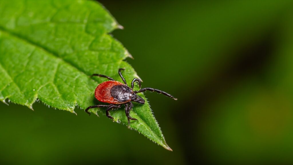Tick-borne ‘rabbit fever’ spreads with cases reported near major metro area Tick-borne 'rabbit fever' spreads with cases reported near major metro area