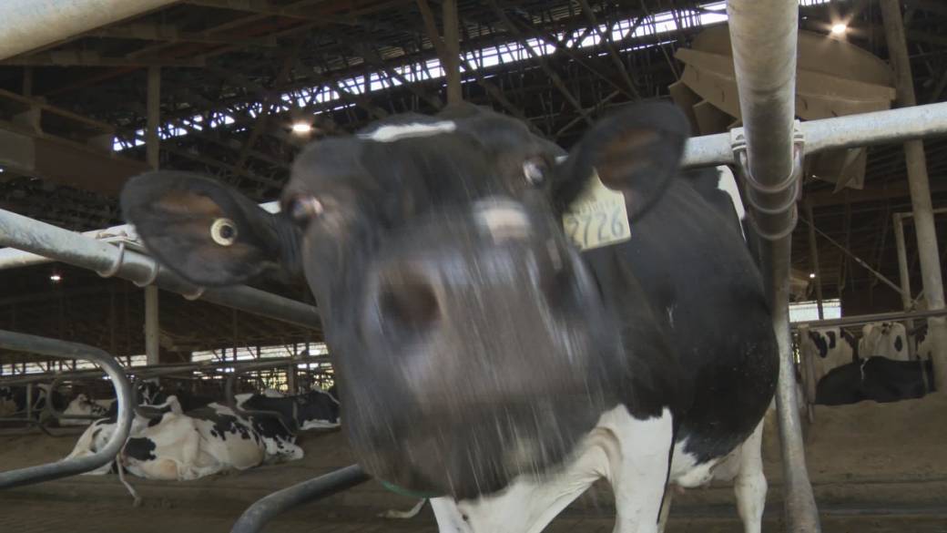 Click to play video: 'Changes to dairy tariffs could be disastrous'