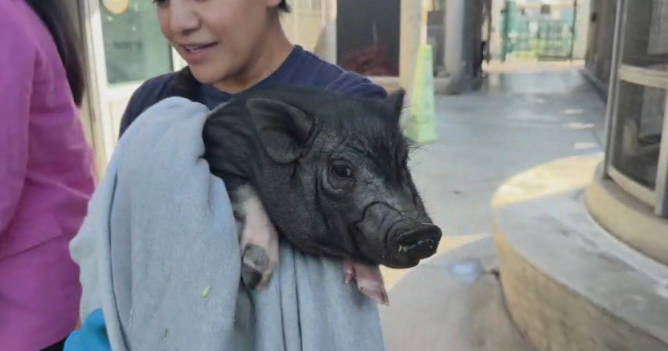 Songwriter Diane Warren adopts West Hollywood runaway pig Songwriter Diane Warren adopts West Hollywood runaway pig