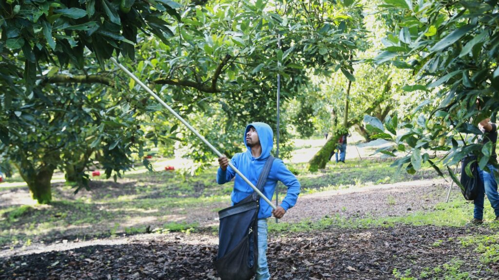 Avocado pickers in Mexico welcome restart of exports to US, but security fears remain Avocado pickers in Mexico welcome restart of exports to US, but security fears remain