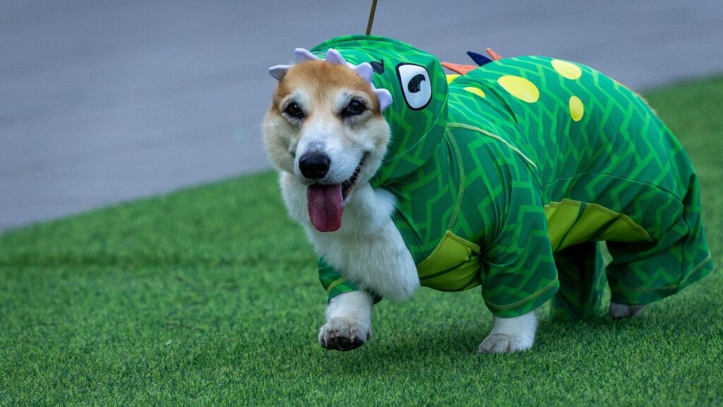 Corgis race, bark and sniff their way to glory at a growing international race Corgis race, bark and sniff their way to glory at a growing international race