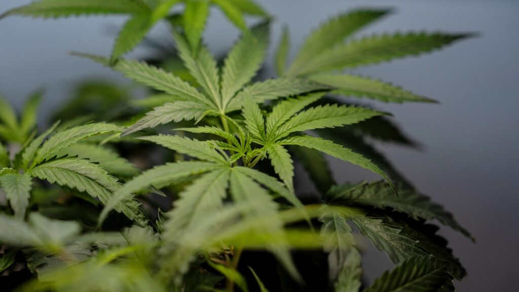 US sees a big jump in nausea cases among frequent marijuana users in the hospital US sees a big jump in nausea cases among frequent marijuana users in the hospital